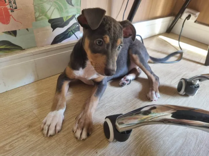 Cachorro ra a SRD-ViraLata idade 2 a 6 meses nome Valquíria 