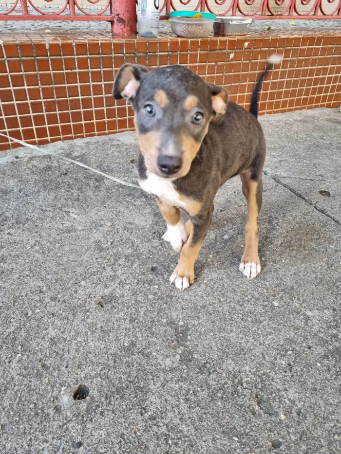 Cachorro ra a SRD-ViraLata idade 2 a 6 meses nome Valquíria 