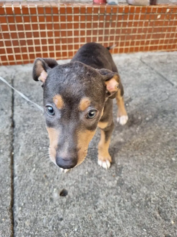 Cachorro ra a SRD-ViraLata idade 2 a 6 meses nome Valquíria 