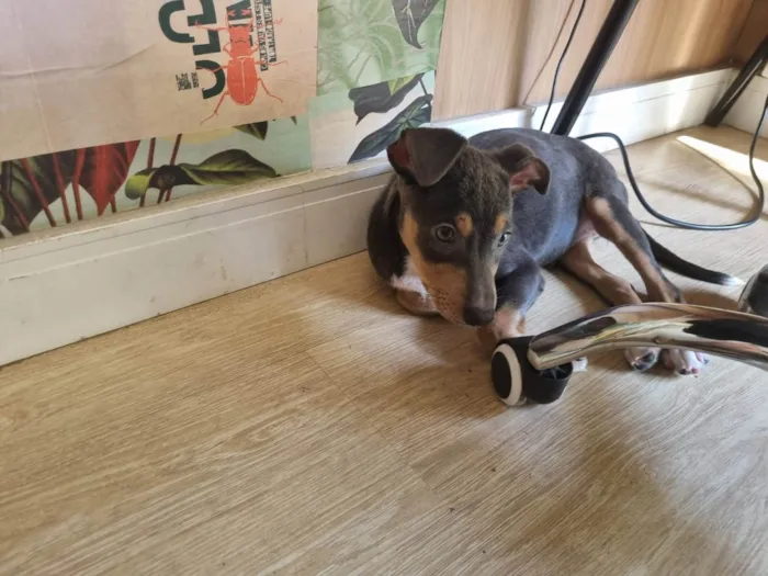 Cachorro ra a SRD-ViraLata idade 2 a 6 meses nome Valquíria 