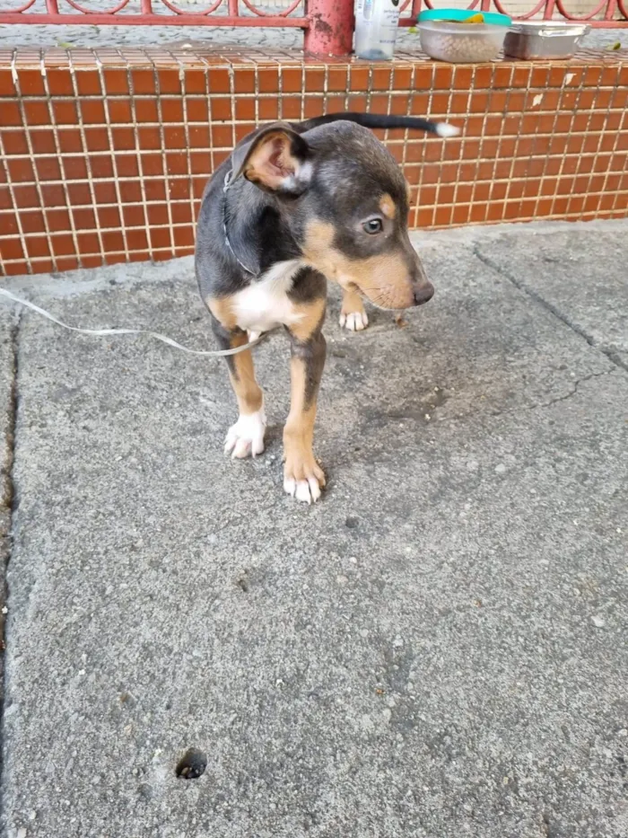 Cachorro ra a SRD-ViraLata idade 2 a 6 meses nome Valquíria 