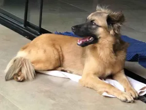 Cachorro raça SRD-ViraLata idade 2 anos nome Hope
