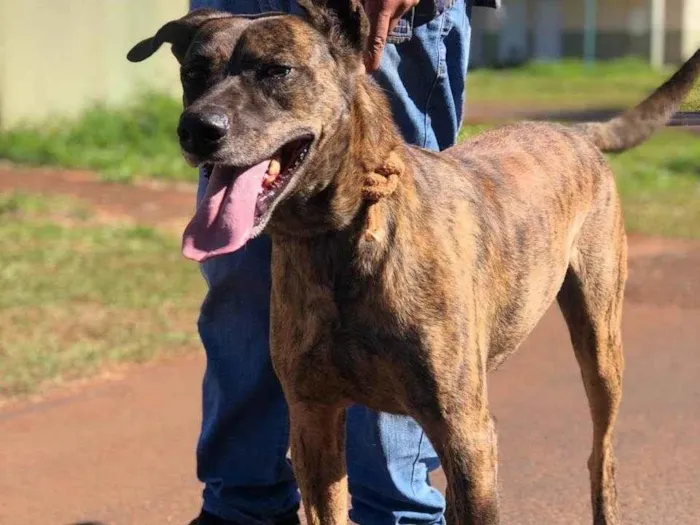 Cachorro ra a SRD-ViraLata idade 4 anos nome Foguinho