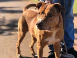 Cachorro raça SRD-ViraLata idade 3 anos nome Baruk