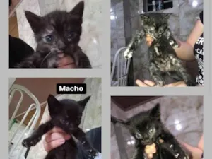 Gato raça Vira lata  idade 2 a 6 meses nome Peludinho
