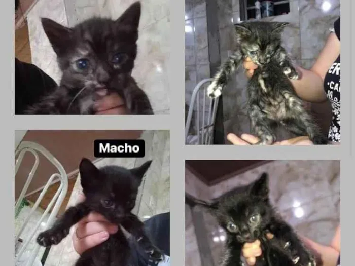 Gato ra a Vira lata  idade 2 a 6 meses nome Peludinho