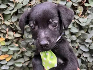 Cachorro raça SRD-ViraLata idade Abaixo de 2 meses nome Chocolate