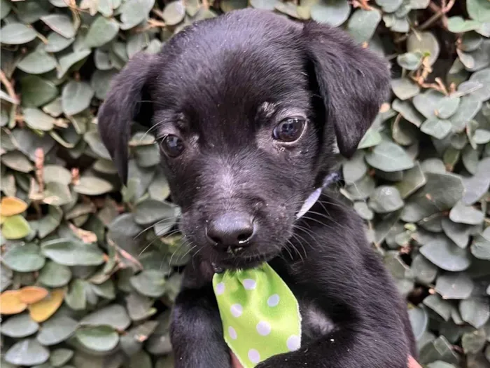 Cachorro raça SRD-ViraLata idade Abaixo de 2 meses nome Chocolate