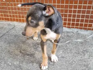 Cachorro raça SRD-ViraLata idade 2 a 6 meses nome Valquíria 