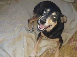 Cachorro raça SRD-ViraLata idade 3 anos nome Pretinha