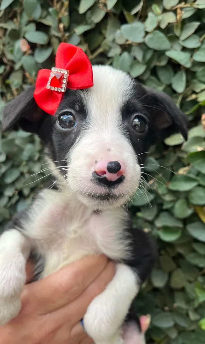 Cachorro raça SRD-ViraLata idade Abaixo de 2 meses nome Leite