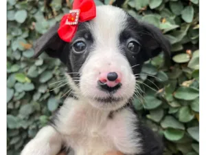 Cachorro raça SRD-ViraLata idade Abaixo de 2 meses nome Leite
