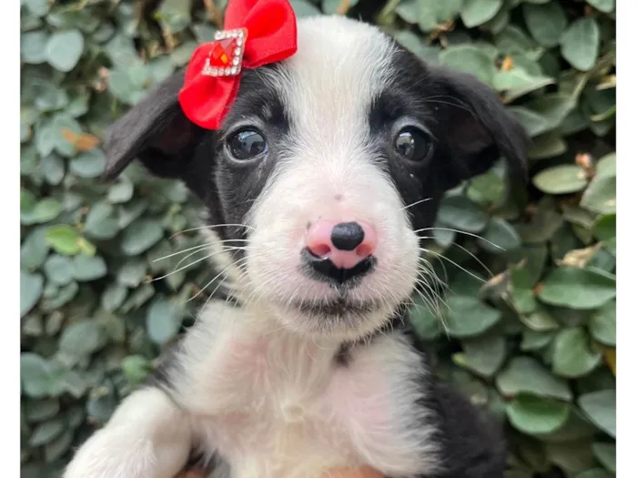 Cachorro raça SRD-ViraLata idade Abaixo de 2 meses nome Leite