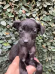 Cachorro raça SRD-ViraLata idade Abaixo de 2 meses nome Chá
