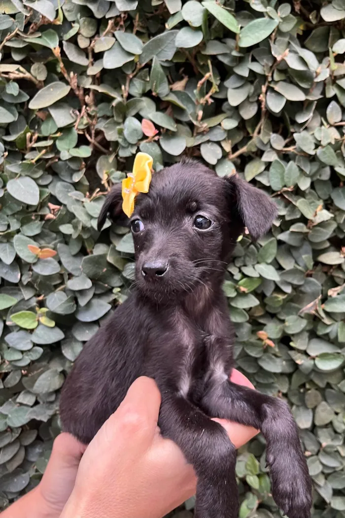 Cachorro raça SRD-ViraLata idade Abaixo de 2 meses nome Chá