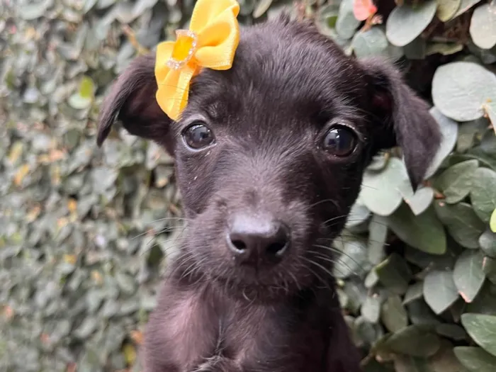 Cachorro raça SRD-ViraLata idade Abaixo de 2 meses nome Chá