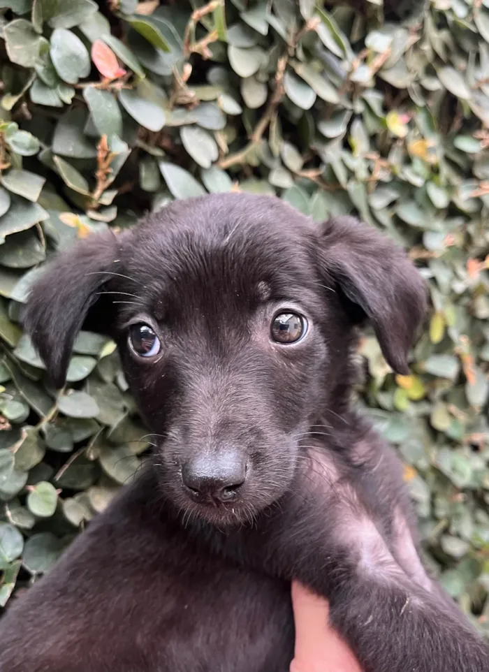 Cachorro raça SRD-ViraLata idade Abaixo de 2 meses nome Bolacha