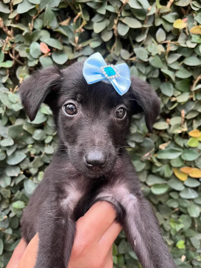 Cachorro raça SRD-ViraLata idade Abaixo de 2 meses nome Bolacha