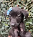 Cachorro raça SRD-ViraLata idade Abaixo de 2 meses nome Bolacha