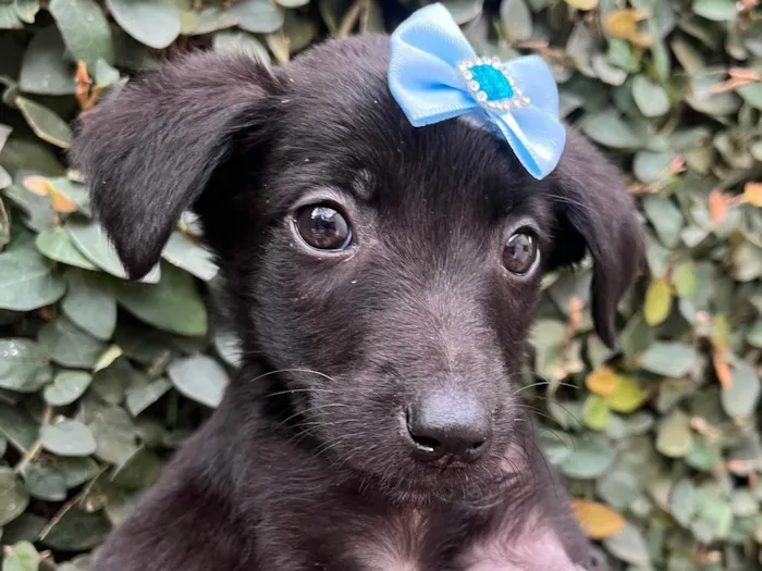 Cachorro raça SRD-ViraLata idade Abaixo de 2 meses nome Bolacha