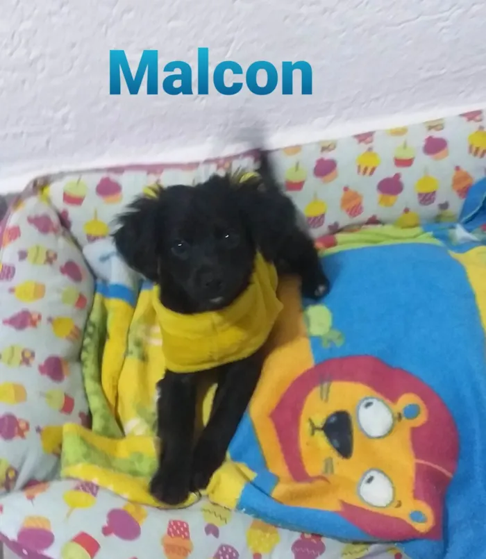 Cachorro raça SRD idade 2 a 6 meses nome MALCON