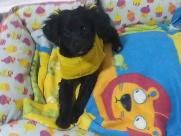 Cachorro raça SRD idade 2 a 6 meses nome MALCON