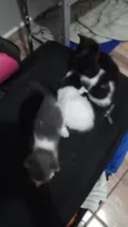 5 gatinhos (2 machos e 3 femeas) Sem nome, chamamos de fofinhos rsrs
