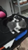 5 gatinhos (2 machos e 3 femeas) Sem nome, chamamos de fofinhos rsrs
