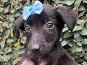 Cachorro raça SRD-ViraLata idade Abaixo de 2 meses nome Bolacha