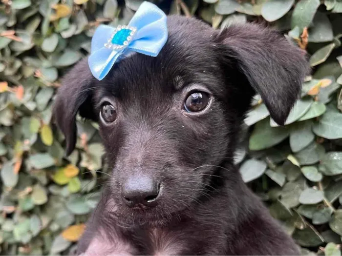 Cachorro raça SRD-ViraLata idade Abaixo de 2 meses nome Bolacha