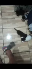 Gato raça SRD-ViraLata idade Abaixo de 2 meses nome 5 gatinhos (2 machos e 3 femeas) Sem nome, chamamos de fofinhos rsrs