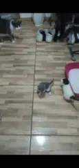 5 gatinhos (2 machos e 3 femeas) Sem nome, chamamos de fofinhos rsrs