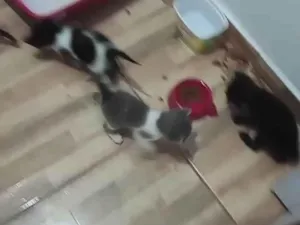 Gato raça SRD-ViraLata idade Abaixo de 2 meses nome 5 gatinhos (2 machos e 3 femeas) Sem nome, chamamos de fofinhos rsrs