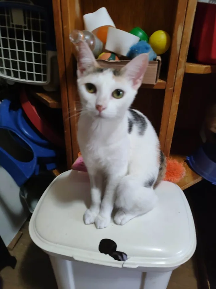 Gato ra a Srd idade 7 a 11 meses nome Meg
