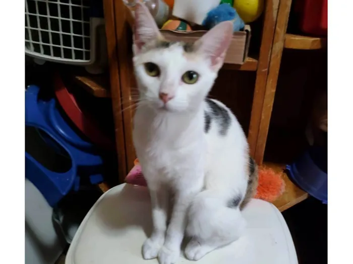 Gato ra a Srd idade 7 a 11 meses nome Meg