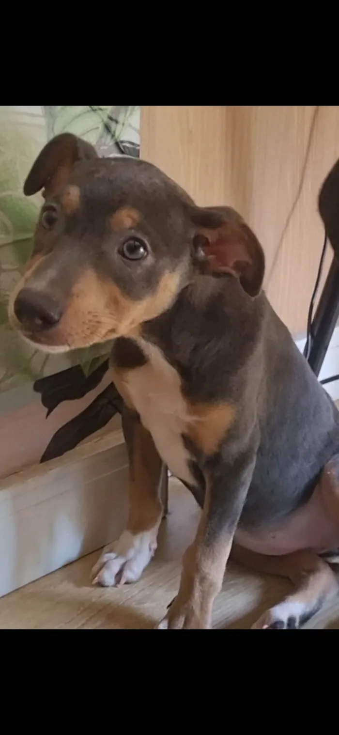 Cachorro ra a SRD-ViraLata idade 2 a 6 meses nome Kyra