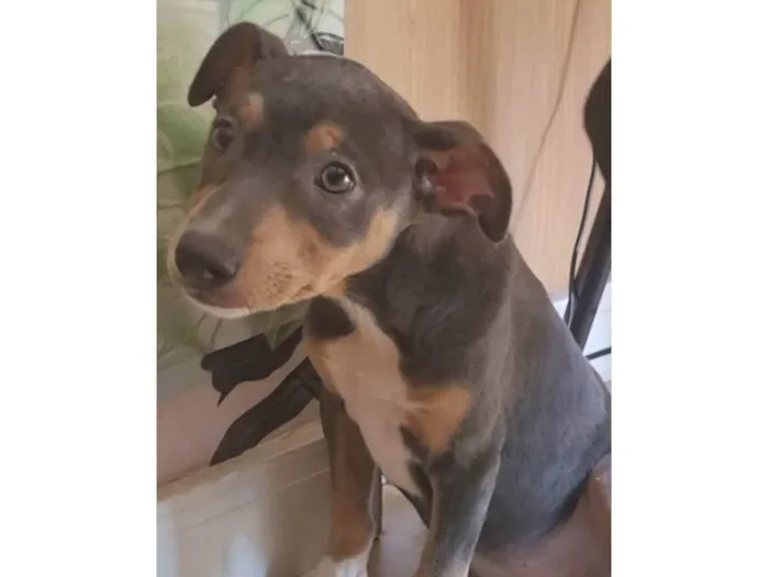 Cachorro ra a SRD-ViraLata idade 2 a 6 meses nome Kyra