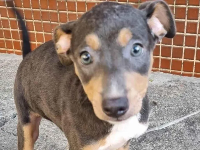 Cachorro ra a SRD-ViraLata idade 2 a 6 meses nome Kyra