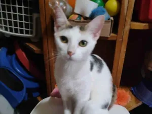 Gato raça Srd idade 7 a 11 meses nome Meg