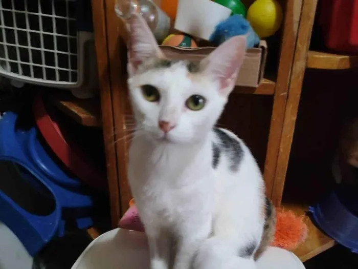 Gato ra a Srd idade 7 a 11 meses nome Meg