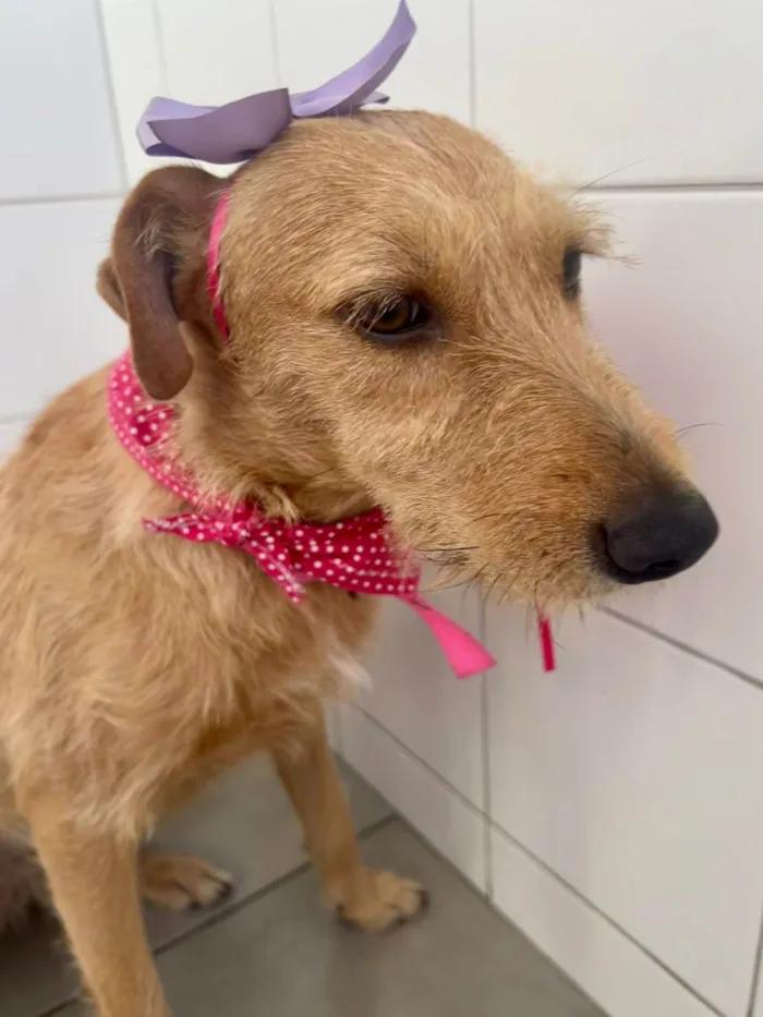 Cachorro ra a SRD-ViraLata idade 1 ano nome Flor