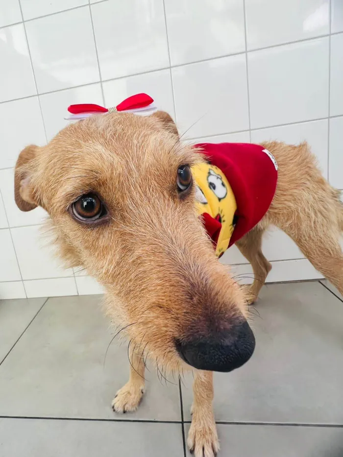 Cachorro ra a SRD-ViraLata idade 1 ano nome Flor