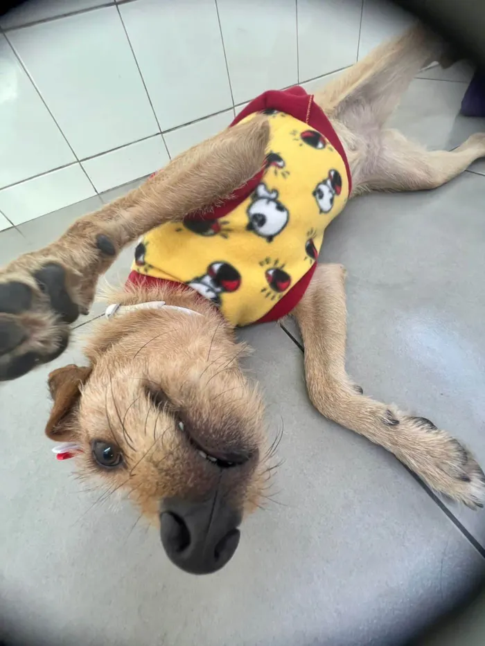 Cachorro ra a SRD-ViraLata idade 1 ano nome Flor