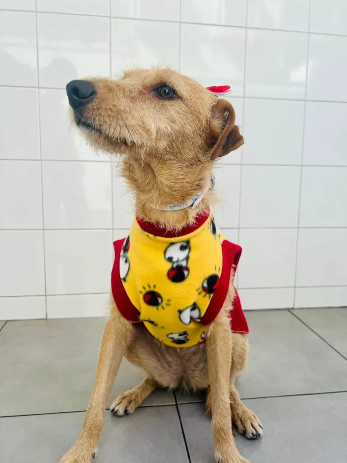 Cachorro ra a SRD-ViraLata idade 1 ano nome Flor