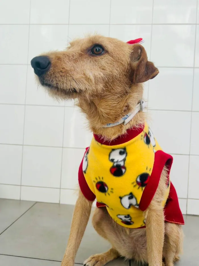 Cachorro ra a SRD-ViraLata idade 1 ano nome Flor