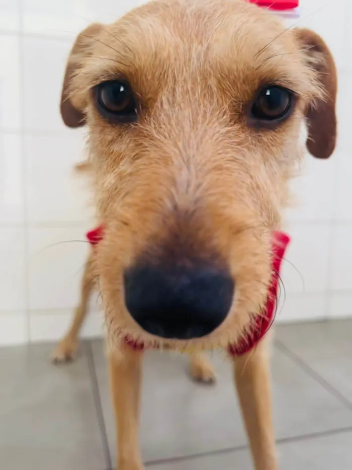 Cachorro ra a SRD-ViraLata idade 1 ano nome Flor