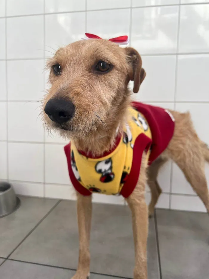 Cachorro ra a SRD-ViraLata idade 1 ano nome Flor