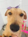 Flor