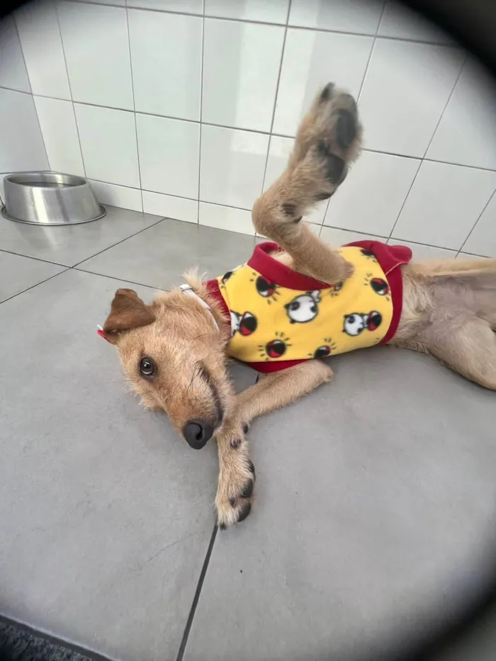 Cachorro ra a SRD-ViraLata idade 1 ano nome Flor