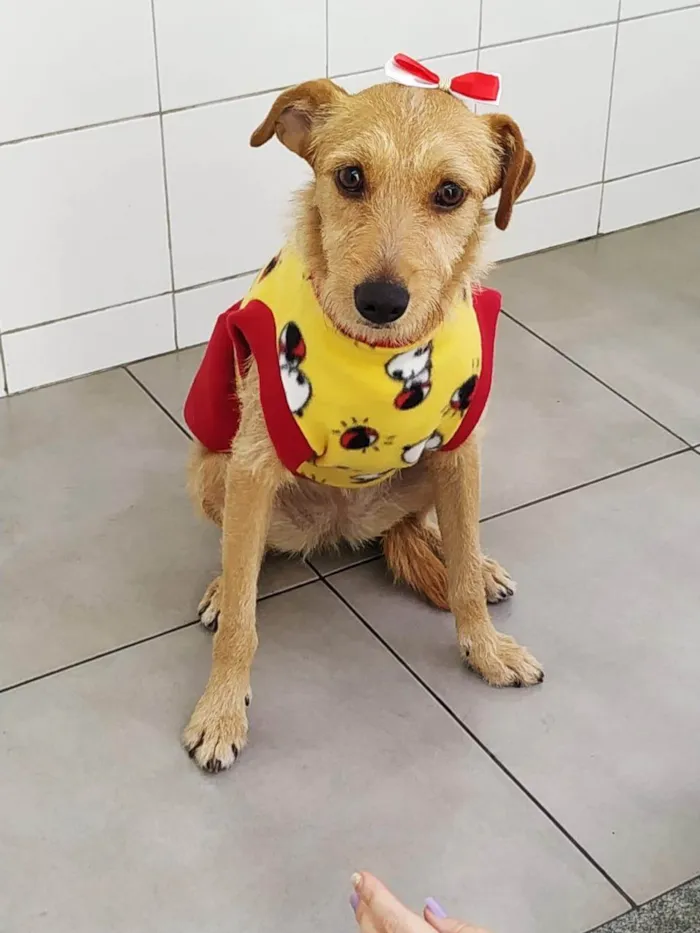 Cachorro ra a SRD-ViraLata idade 1 ano nome Flor